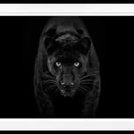 David Yarrow, Black Magic (Color), 2025