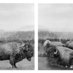 Stephanie Syjuco, Set-up (The Broncho Buster 1), 2021