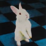 Tony Beaver, White Rabbit 4, 2023