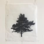 Sara Brennan, Estate Tree III, 2023