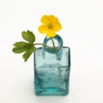 Annette Marie Townsend, Life Support : Wood Anemone (anemone nemorosa ), 2020