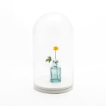 Annette Marie Townsend, Life Support : Wood Anemone (anemone nemorosa ), 2020