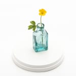 Annette Marie Townsend, Life Support : Wood Anemone (anemone nemorosa ), 2020