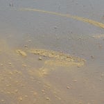 Claire Baker, one petal, rippling, 2024