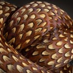 Kate MccGwire, SWELL (Pica Pica) VIII, 2025