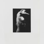 Jack Davison, Untitled, 2022