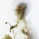 Tom Fima, Cheesecake and a Clown, 2025