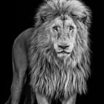 David Yarrow, American Primeval
