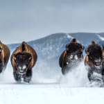David Yarrow, Yellowstone