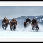 David Yarrow, Yellowstone