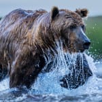 David Yarrow, Yellowstone