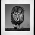 David Yarrow, Yellowstone