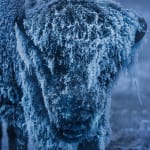 David Yarrow, Yellowstone