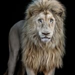 David Yarrow, American Primeval