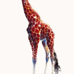 Julia Cassels, Merlin