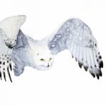 Karl Martens, Great Grey Owl