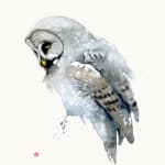 Karl Martens, Long-Eared Owl Chicks
