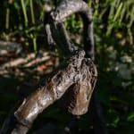 Malia Jensen, Rainbow Cats, 2004