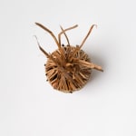Sara Siestreem (Hanis Coos), they would prefer to be a cloud, fastened to the rock, 2013-22