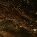 peter campus, Dynamic Field Series, 1971