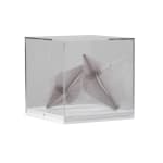 Zara Ramsay, Welt Waltz , 2022