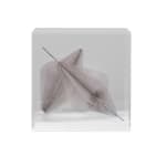 Zara Ramsay, Welt Waltz , 2022