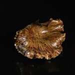 Shingu Sayaka 新宮さやか, No.50 Lotus leaf 枯蓮, 2023