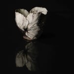 Shingu Sayaka 新宮さやか, No.57 White flower 花霙, 2024