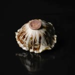 Shingu Sayaka 新宮さやか, No.57 White flower 花霙, 2024
