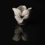 Shingu Sayaka 新宮さやか, No.57 White flower 花霙, 2024