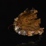 Shingu Sayaka 新宮さやか, No.50 Lotus leaf 枯蓮, 2023