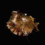 Shingu Sayaka 新宮さやか, No.50 Lotus leaf 枯蓮, 2023
