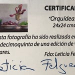 Leticia Felgueroso - Orquídeas