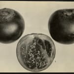 Yukio Futagawa, Six Views of Frank Lloyd Wright Architecture, 1980s