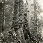 [U.S. Forest Service], An archive with over 150 photographs which focus on wildfire prevention, land management, and forestry reclamation practices...