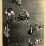 Jimenez Cordero, Feliz Año Nuevo, La Paz, Boliva, 1930s