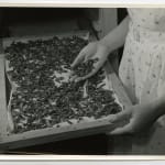 Yukio Futagawa, Six Views of Frank Lloyd Wright Architecture, 1980s