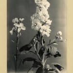 Margaret Florence Harker, The Shape of Things which Come, 1944