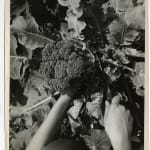 Yukio Futagawa, Six Views of Frank Lloyd Wright Architecture, 1980s