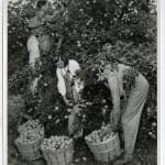 Yukio Futagawa, Six Views of Frank Lloyd Wright Architecture, 1980s