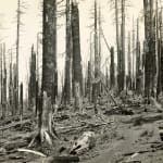 [U.S. Forest Service], An archive with over 150 photographs which focus on wildfire prevention, land management, and forestry reclamation practices...