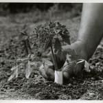Yukio Futagawa, Six Views of Frank Lloyd Wright Architecture, 1980s