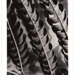 Ray Charles White Durham Press Silktree Leaves series Photo screenprint edition