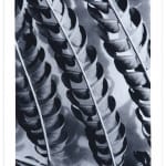 Ray Charles White Durham Press Silktree Leaves series Photo screenprint edition