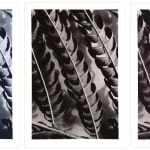 Ray Charles White Durham Press Silktree Leaves series Photo screenprint edition