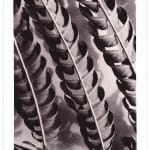 Ray Charles White Durham Press Silktree Leaves series Photo screenprint edition