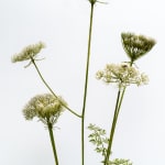 Shira Zelwer, Queen Anna’s Lace, 2024
