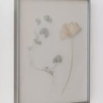 Dor Guez, Lilies of the Field #4, Jerusalem, Rachel's tomb, 2020