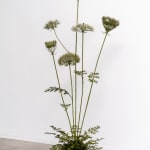 Shira Zelwer, Queen Anna’s Lace, 2024