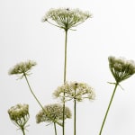 Shira Zelwer, Queen Anna’s Lace, 2024
